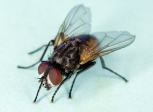 Как мухам удаётся ловко избегать мухобойки?