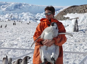 Существует ли профессия переворачивателя пингвинов?