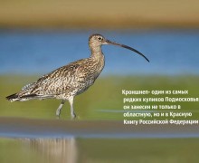 Фантастический путь или Венеция на болоте