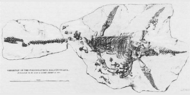 Рисунок Мэри Эннинг, изображающий почти полный скелет Plesiosaurus dolichodeirus, найденный в 1823 г.