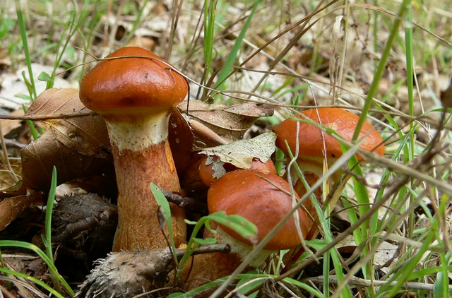 В России грибы получили статус сельхозпродукции