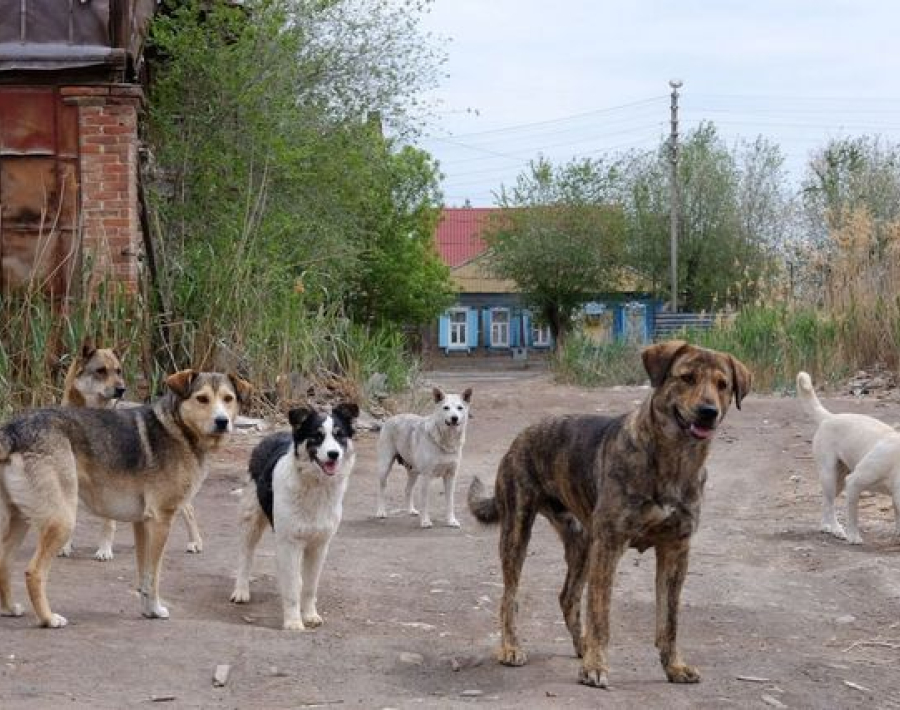 Брошенная собака