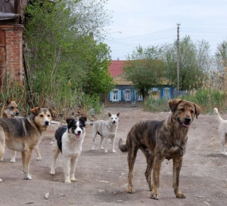 Брошенная собака