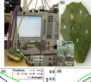 Wi-Fi из кактуса