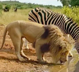 Нападают ли звери друг на друга на водопое