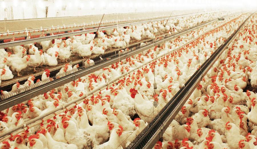 Неситесь сами