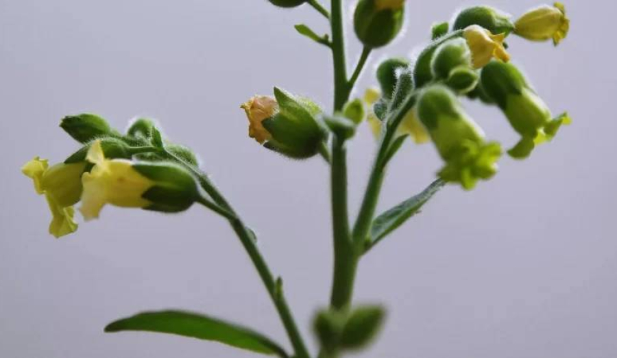 В России выведен новый табак