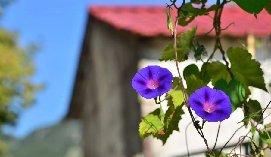 Срок за цветок