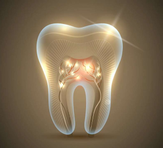 В Японии начинают тестировать препарат для выращивания зубов