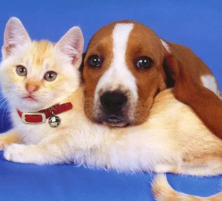 Точка в споре собачников и кошатников