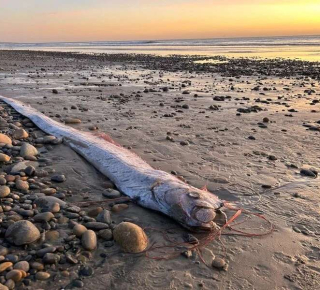 «Рыбу Судного дня» выбросило на берег в США