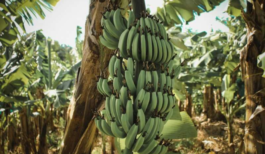 Первые российские бананы появятся в продаже к концу 2025 года