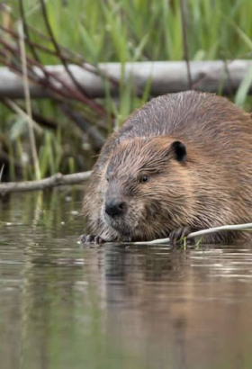 Бобры построили плотину и сэкономили людям деньги