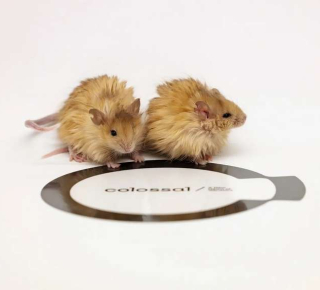 Ученые хотят возродить мамонтов к 2028 году