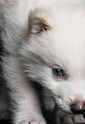 На свет появились потомки лютоволков из «Игры престолов»