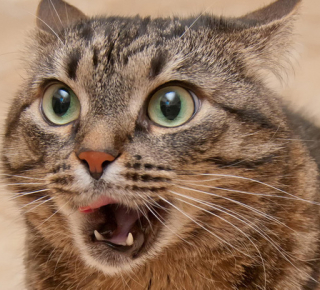 Носы у кошек