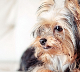 Собачий слух