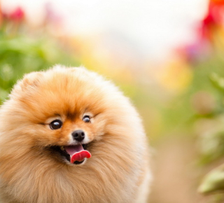 Собаки в армии