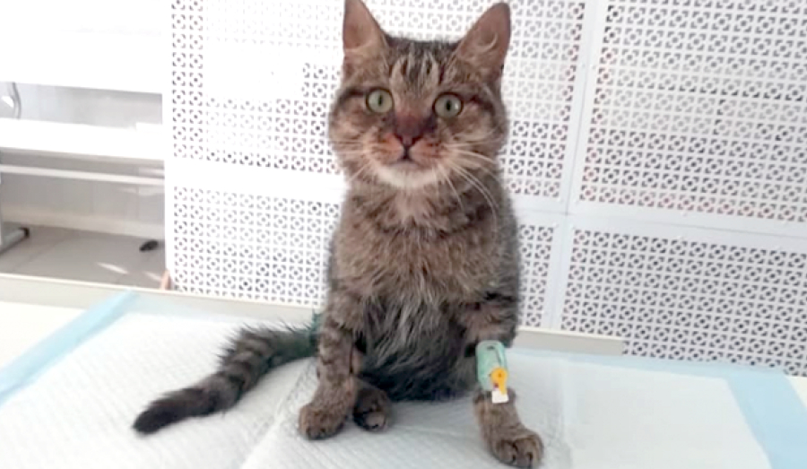 Дальнобойщик из Саратова проехал 800 километров ради спасения котенка