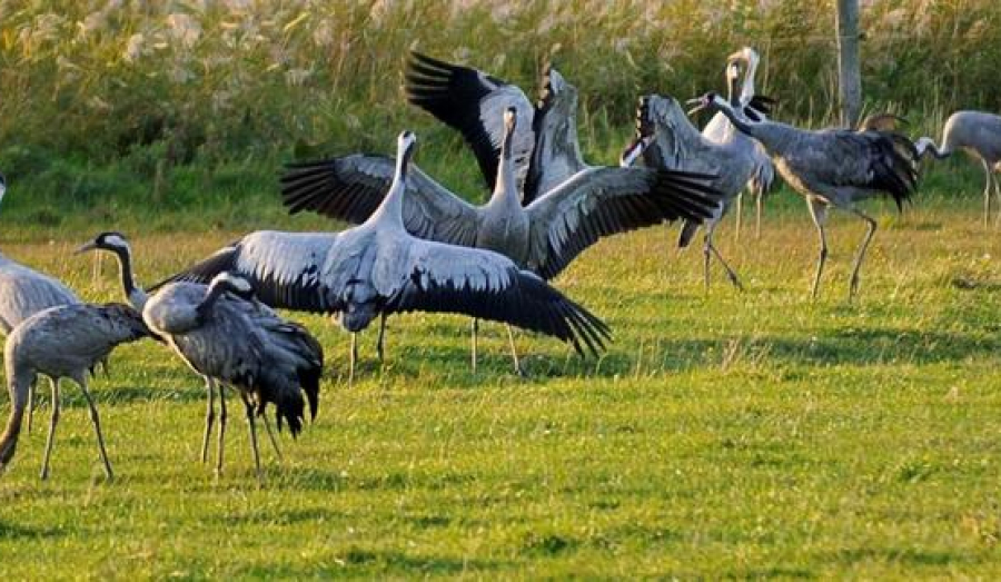 Государственный природный заказник "Журавлиная родина" празднует 40 лет