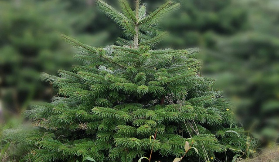 На территории Талдомского городского округа состоялось акция "Наш лес. Посади своё дерево"