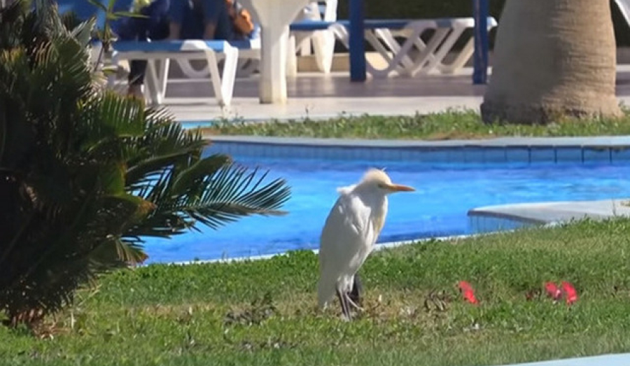 Россиянам посоветовали пока не ждать авиарейсов на курорты Египта