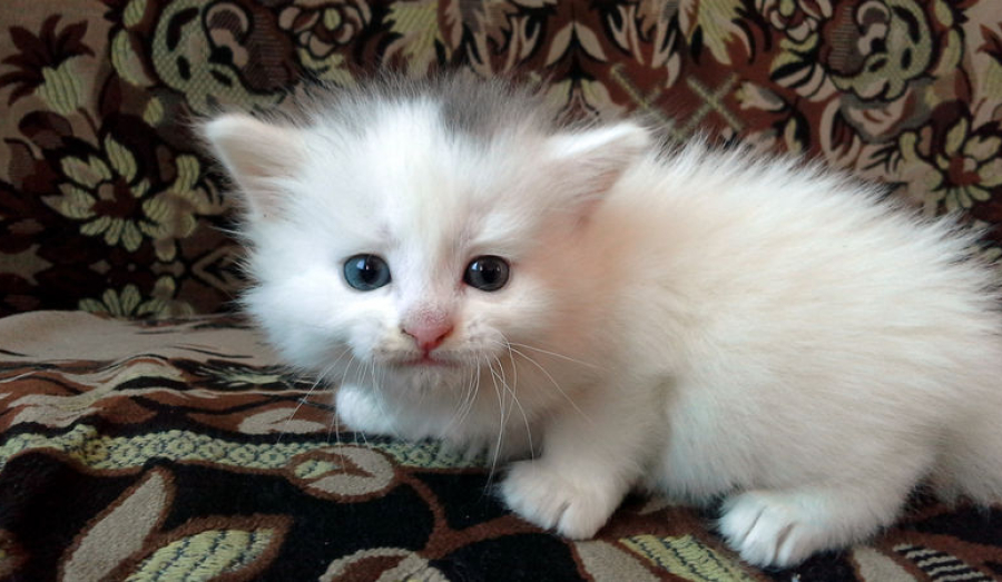 С лица Земли могут исчезнуть все кошки