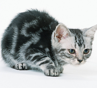 А вы знаете, что...