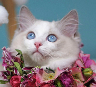 Еще интересное о кошках