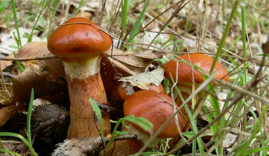 В России грибы получили статус сельхозпродукции