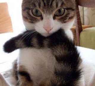 Понимают ли кошки и собаки, что хвост – часть их тела