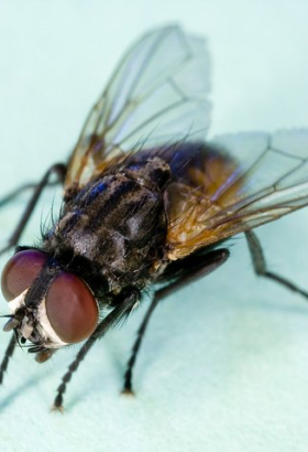 Как мухам удаётся ловко избегать мухобойки?